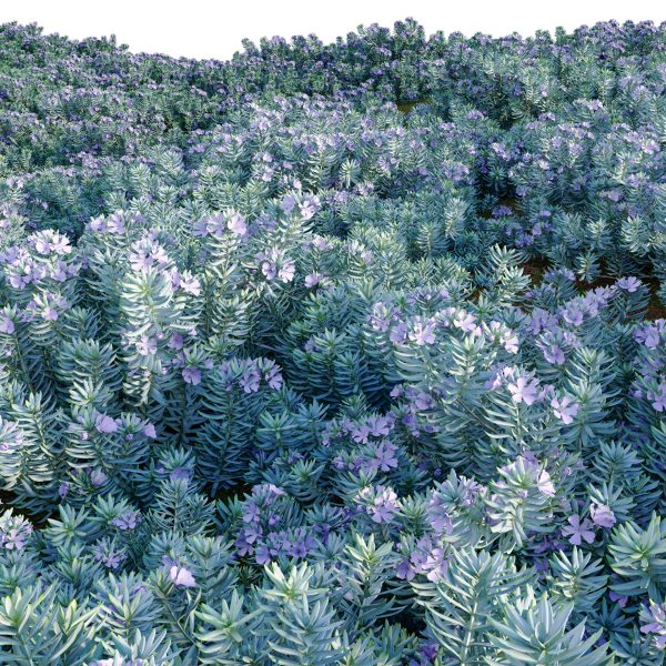Westringia fruticosa - Coast Rosemary 02 (3D Model) - Image 4