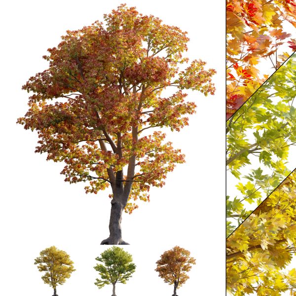 Acer platanoides - Norway Maple 01 (3D Model)