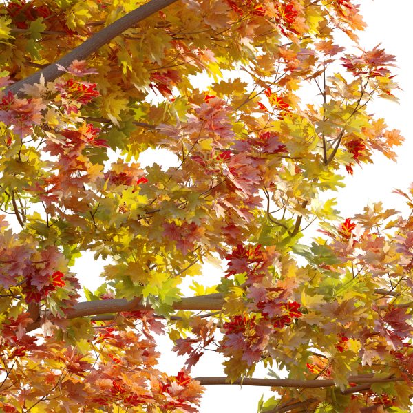 Acer platanoides - Norway Maple 01 (3D Model) - Image 2