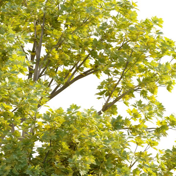 Acer platanoides - Norway Maple 01 (3D Model) - Image 3