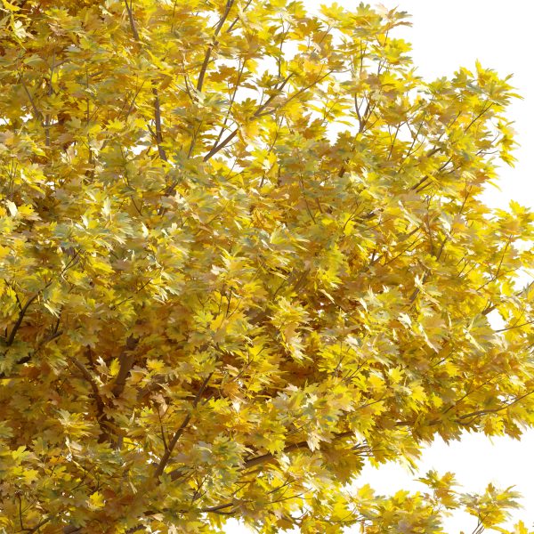 Acer platanoides - Norway Maple 01 (3D Model) - Image 4