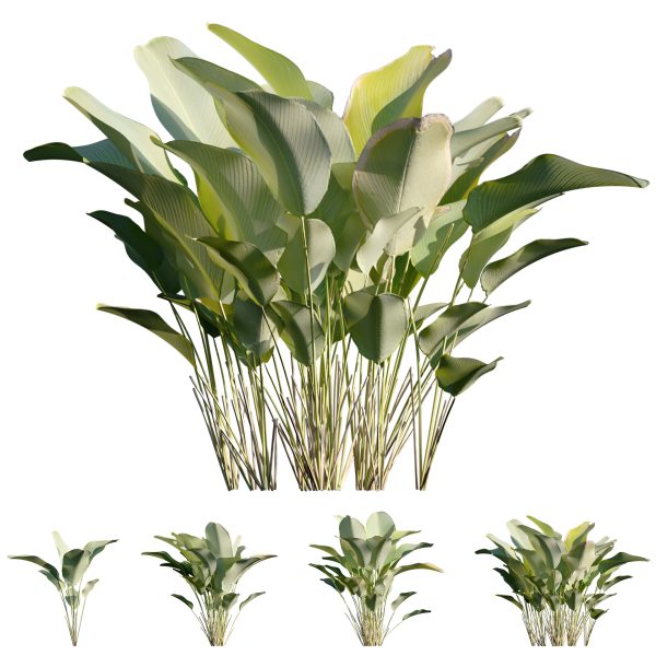 Calathea lutea - Cigar calathea (3D Model)