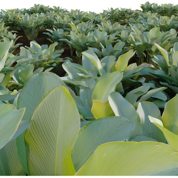 Calathea lutea - Cigar calathea (3D Model) - Image 2