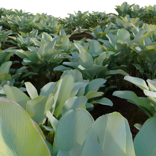 Calathea lutea - Cigar calathea (3D Model) - Image 3