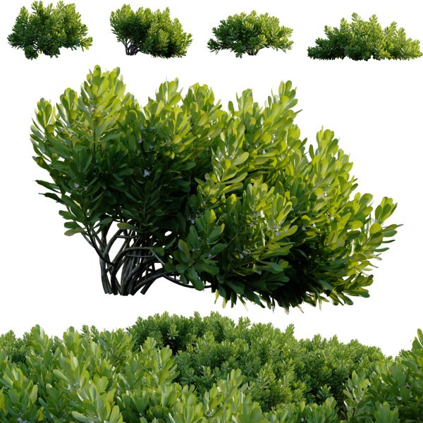 Scaevola Taccada - Beach Cabbage 01 (3D Model)