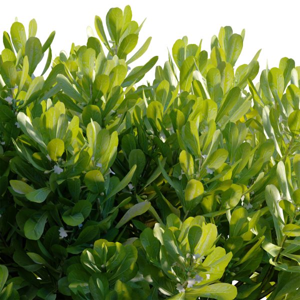 Scaevola Taccada - Beach Cabbage 01 (3D Model) - Image 2