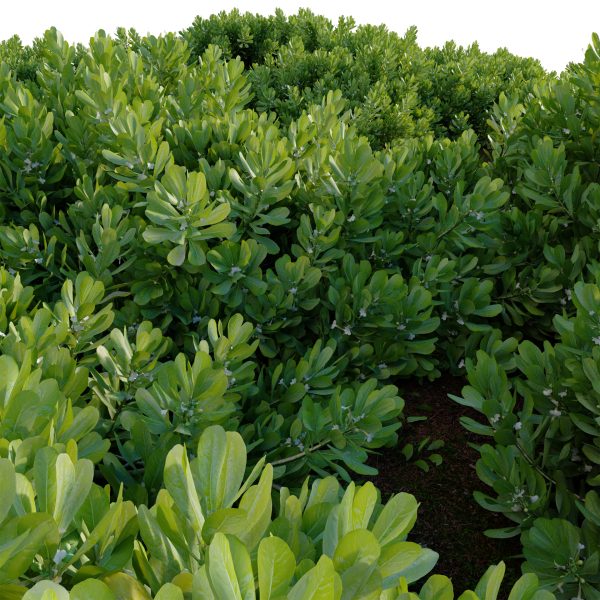 Scaevola Taccada - Beach Cabbage 01 (3D Model) - Image 3