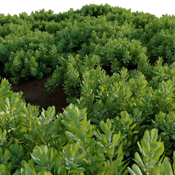 Scaevola Taccada - Beach Cabbage 01 (3D Model) - Image 4