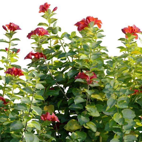 Hibiscus fragilis - Mandrinette - Chinese hibiscus - Hibiscus rosa (3D Model) - Image 2