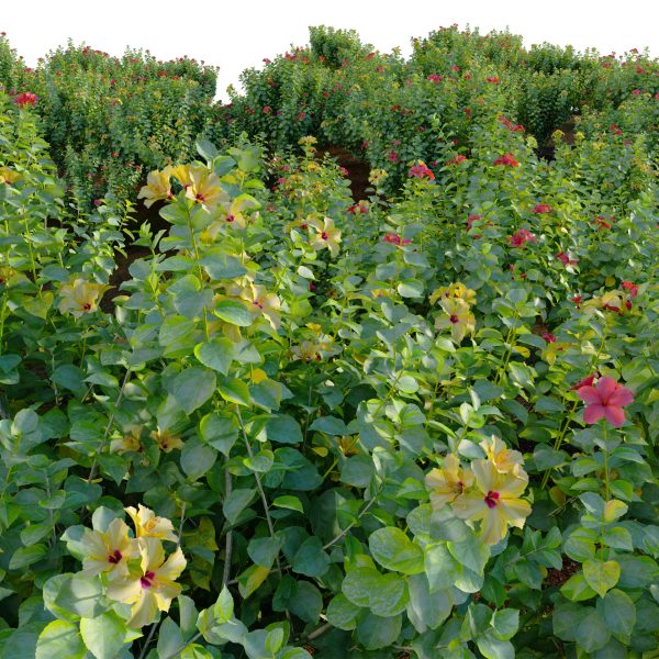 Hibiscus fragilis - Mandrinette - Chinese hibiscus - Hibiscus rosa (3D Model) - Image 3