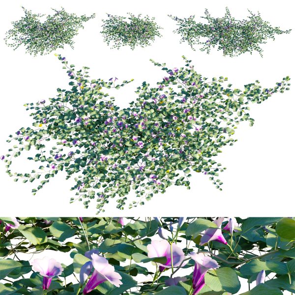 Ipomoea pes-caprae - Beach Morning Glory (3D Model)