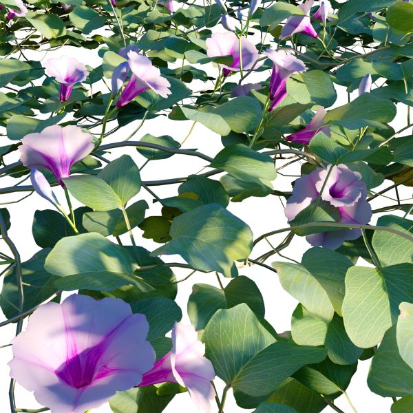 Ipomoea pes-caprae - Beach Morning Glory (3D Model) - Image 4
