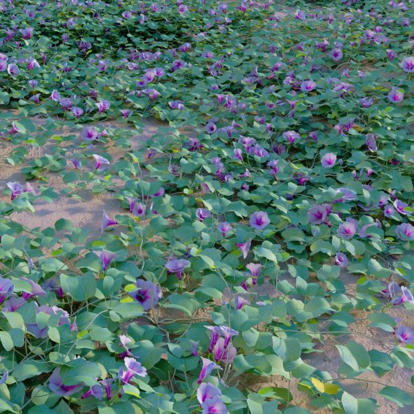 Ipomoea pes-caprae - Beach Morning Glory (3D Model) - Image 3