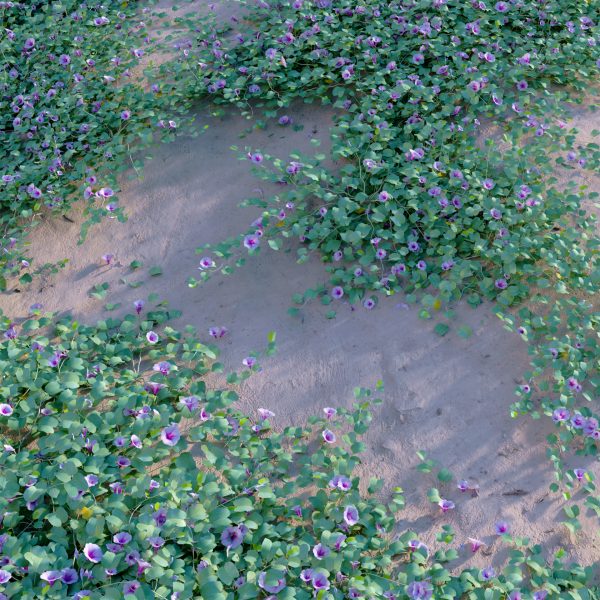 Ipomoea pes-caprae - Beach Morning Glory (3D Model) - Image 2