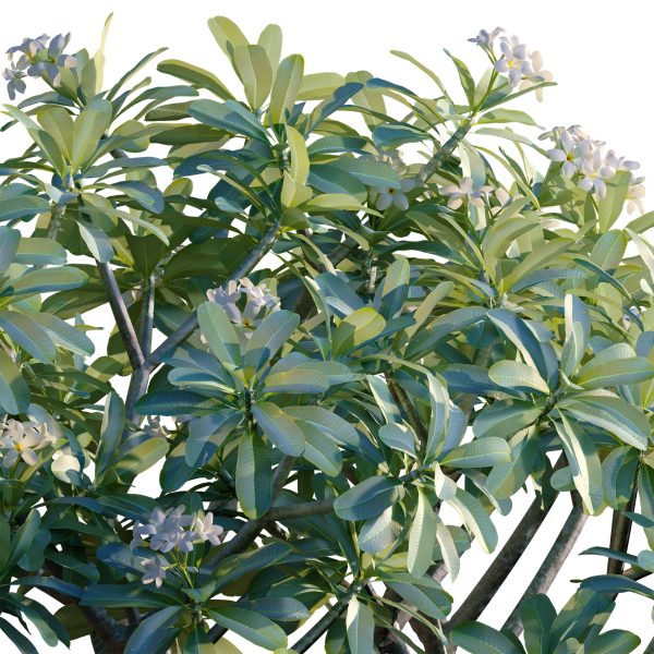 Plumeria obtusa - Frangipani (3D Model) - Image 2