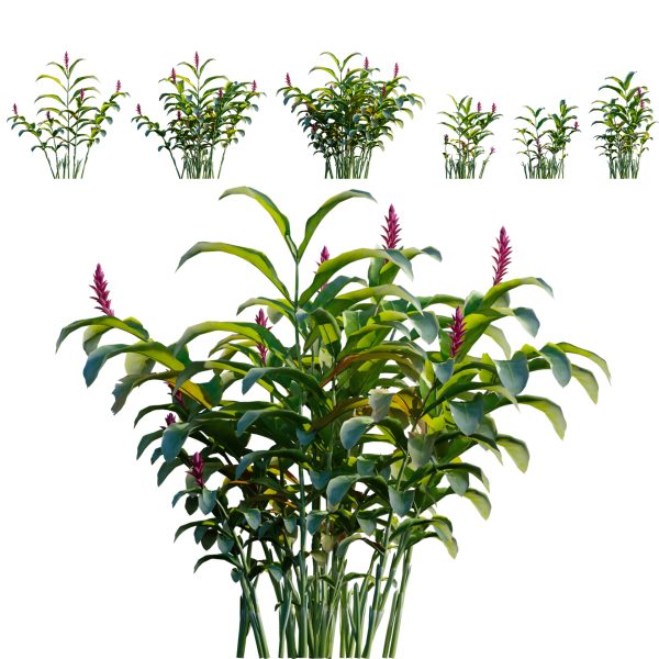 Alpinia purpurata - Red Ginger - Ostrich Plume (3D Model)
