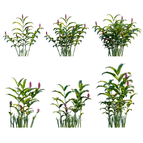 Alpinia purpurata - Red Ginger - Ostrich Plume (3D Model) - Image 2