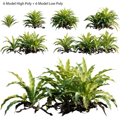 Asplenium nidus - Bird's nest fern - Spleenwort (3D Model)