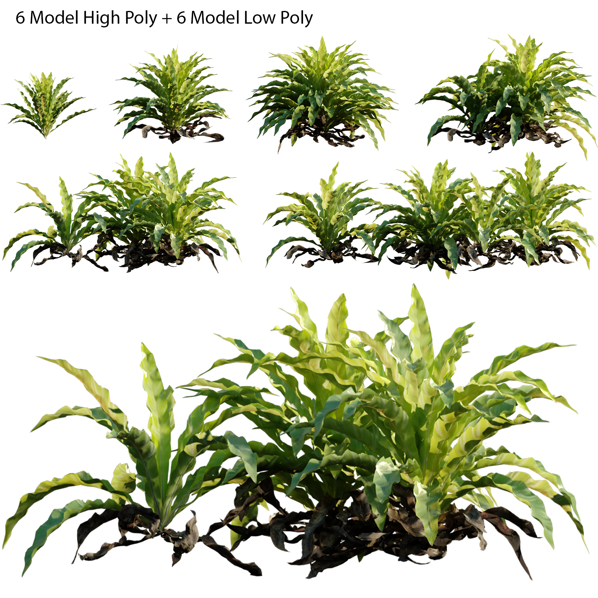 Asplenium nidus - Bird's nest fern - Spleenwort (3D Model)