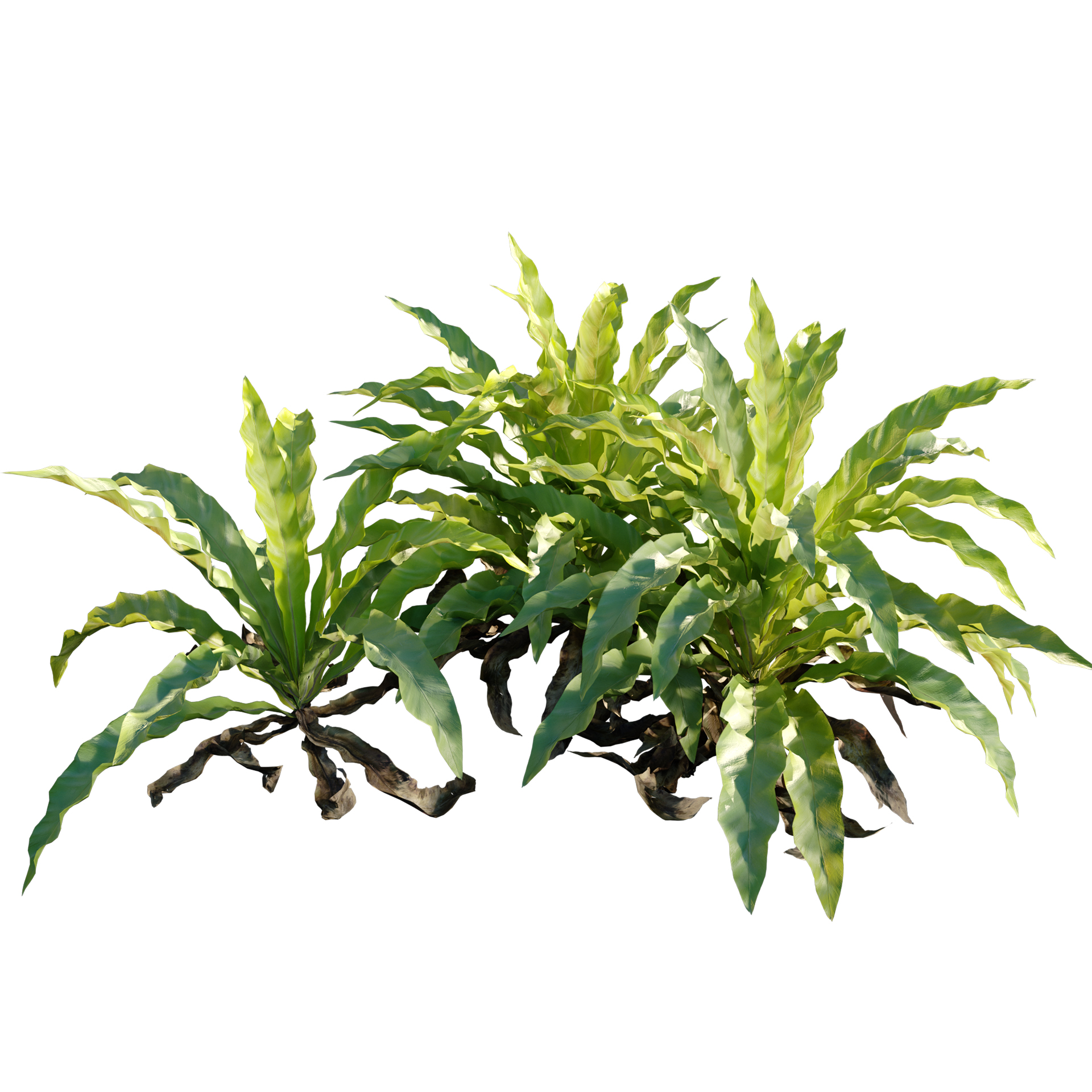 Asplenium nidus - Bird's nest fern - Spleenwort (3D Model) - Image 2