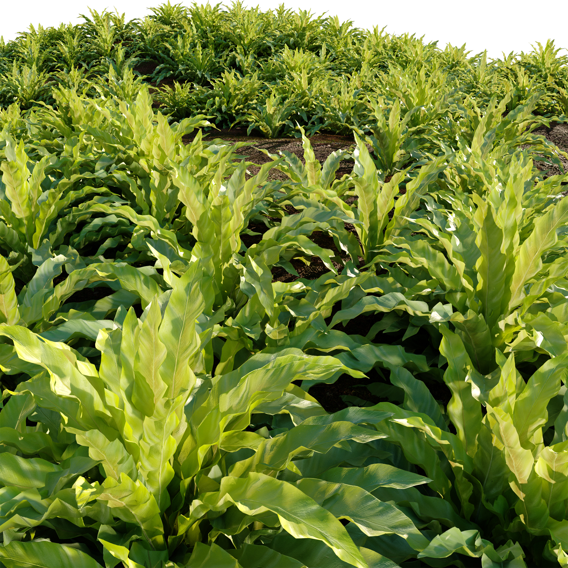 Asplenium nidus - Bird's nest fern - Spleenwort (3D Model) - Image 3