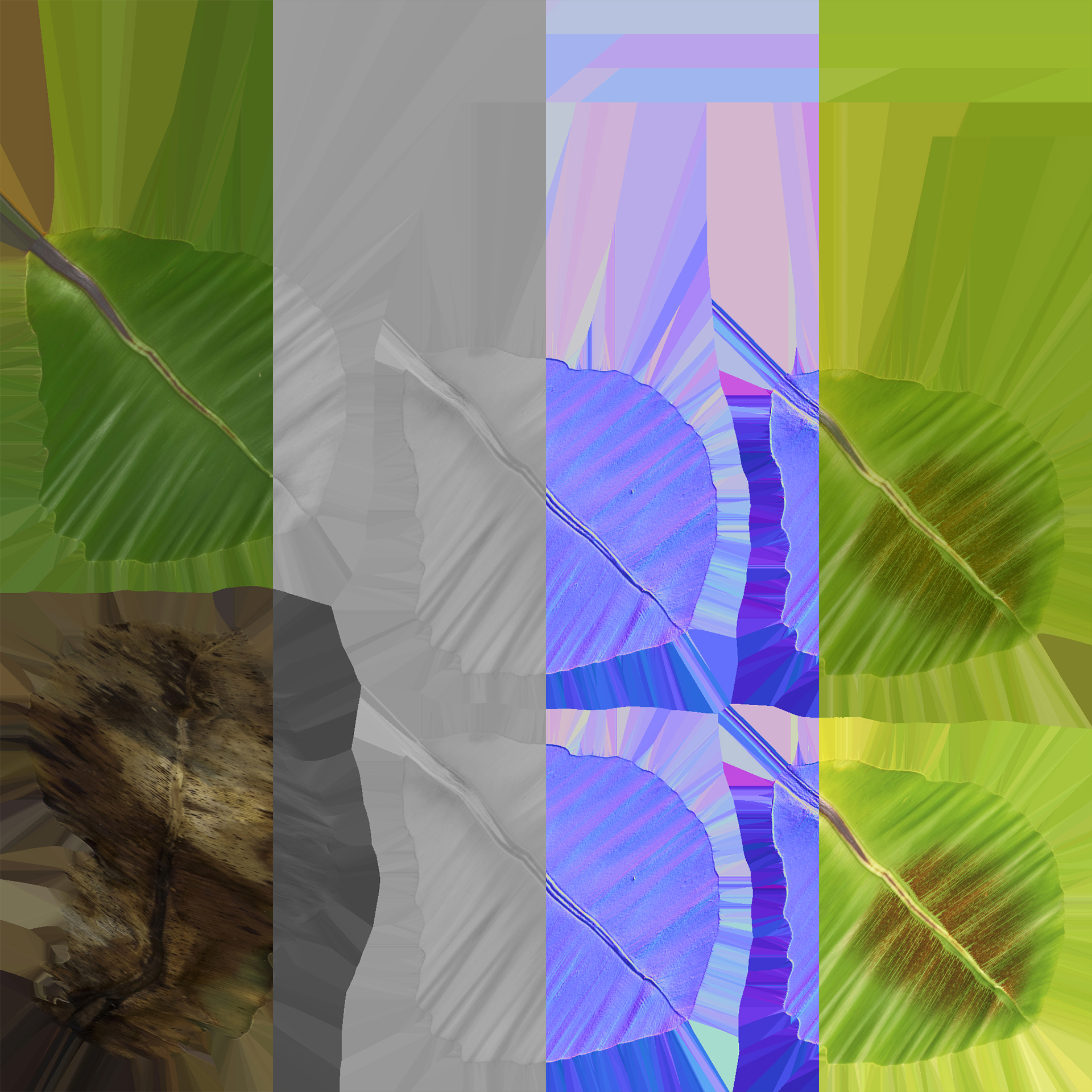 Asplenium nidus - Bird's nest fern - Spleenwort (3D Model) - Image 6