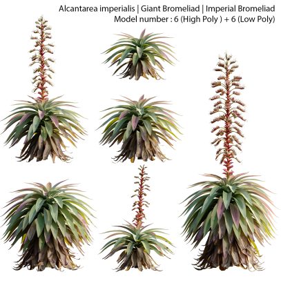 Alcantarea imperialis - Giant Bromeliad - Imperial Bromeliad 01 (3D Model)
