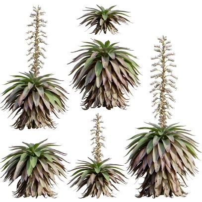 Alcantarea imperialis - Giant Bromeliad - Imperial Bromeliad 04 (3D Model)