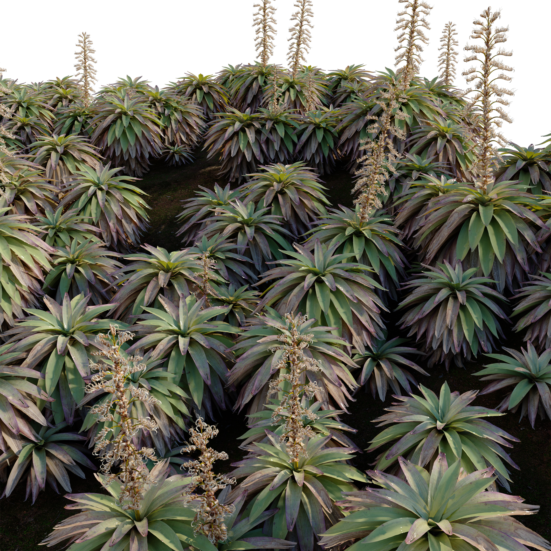 Alcantarea imperialis - Giant Bromeliad - Imperial Bromeliad 04 (3D Model) - Image 3