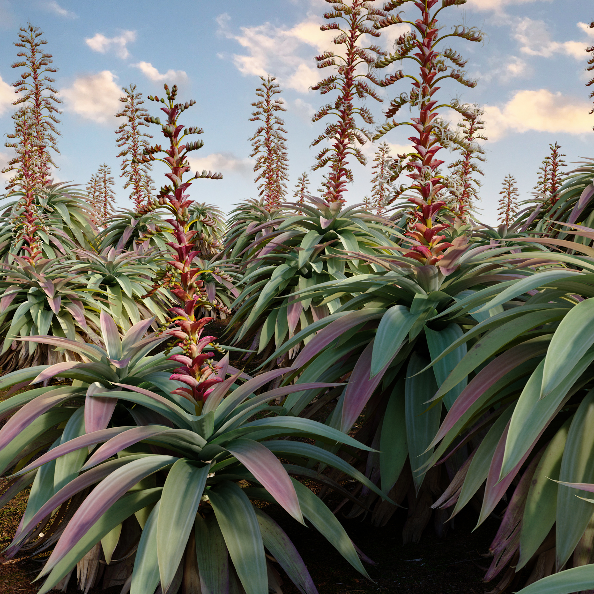 Alcantarea imperialis - Giant Bromeliad - Imperial Bromeliad 01 (3D Model) - Image 2