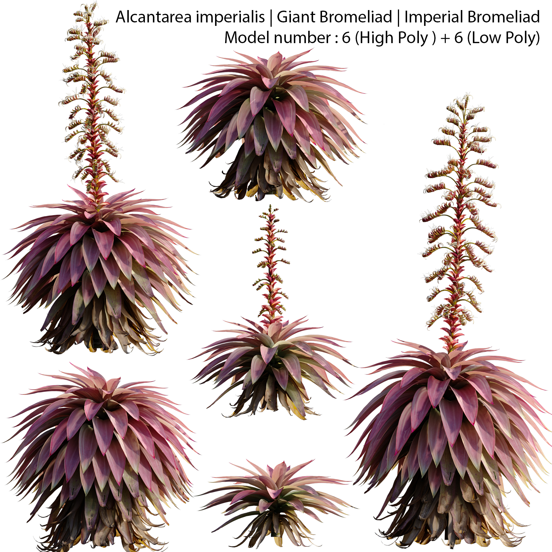 Alcantarea imperialis – Giant Bromeliad – Imperial Bromeliad 02 (3D Model)
