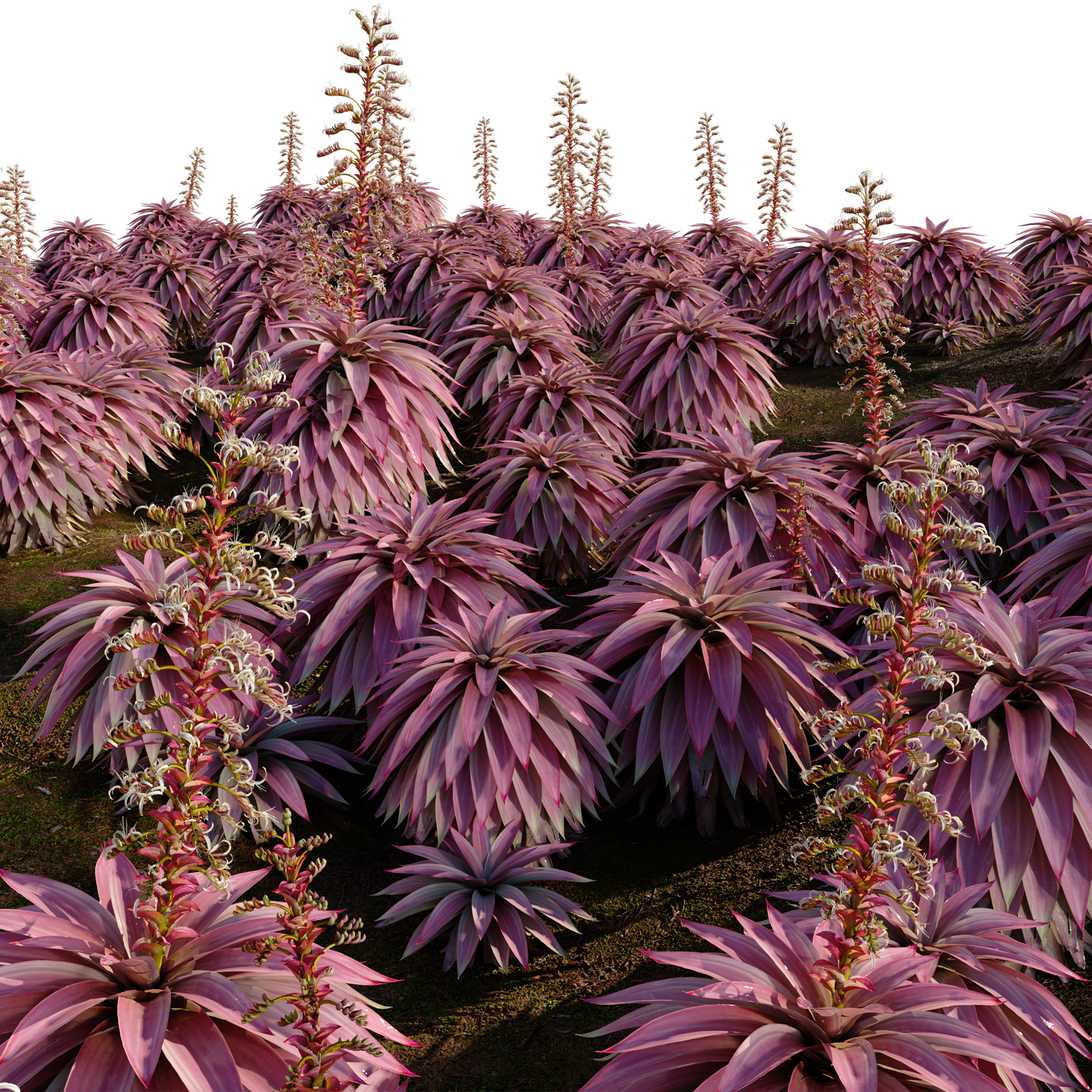 Alcantarea imperialis – Giant Bromeliad – Imperial Bromeliad 02 (3D Model) - Image 2
