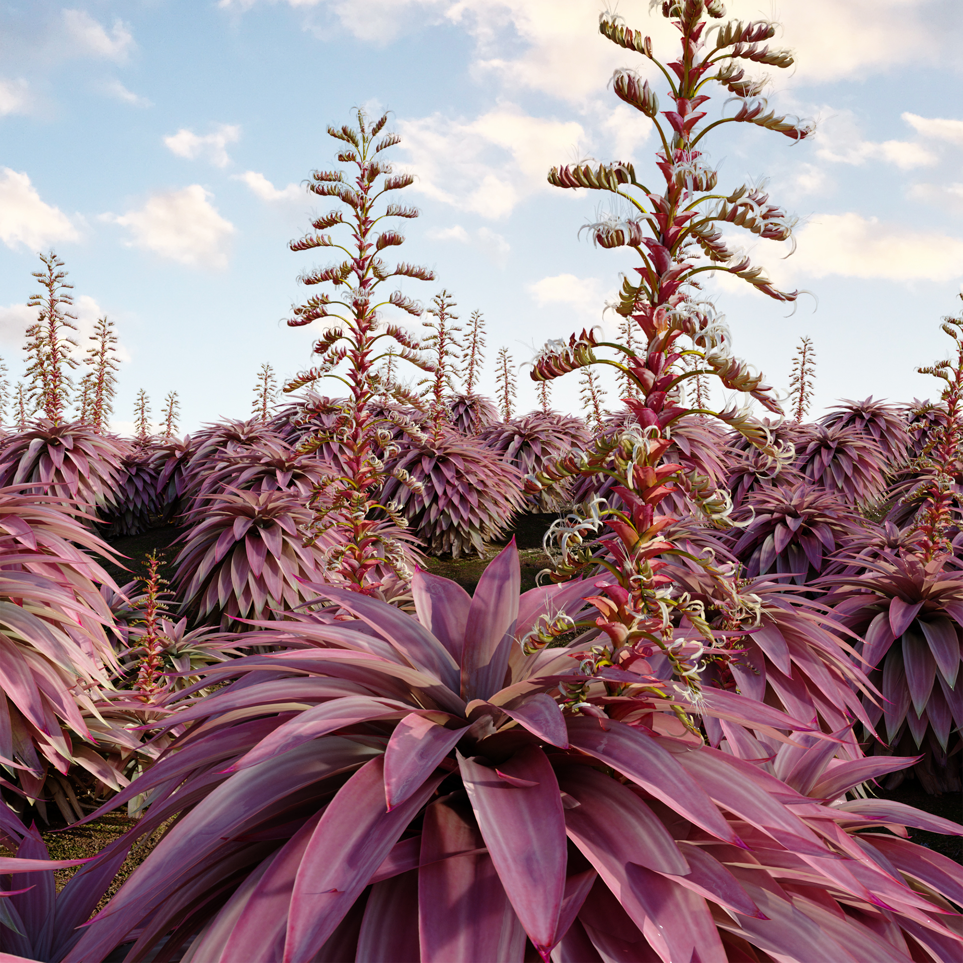 Alcantarea imperialis – Giant Bromeliad – Imperial Bromeliad 02 (3D Model) - Image 3