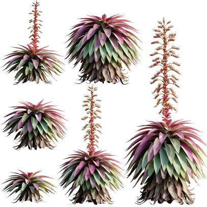 Alcantarea imperialis - Giant Bromeliad - Imperial Bromeliad 03 (3D Model)