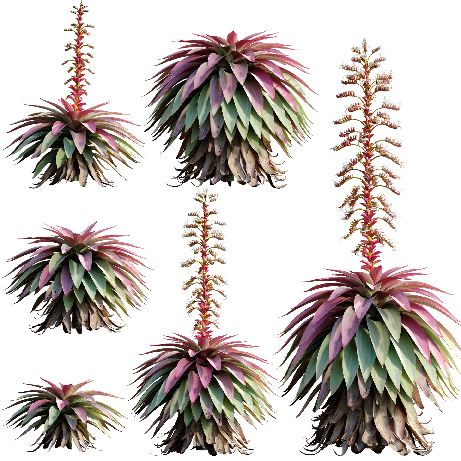 Alcantarea imperialis - Giant Bromeliad - Imperial Bromeliad 03 (3D Model)