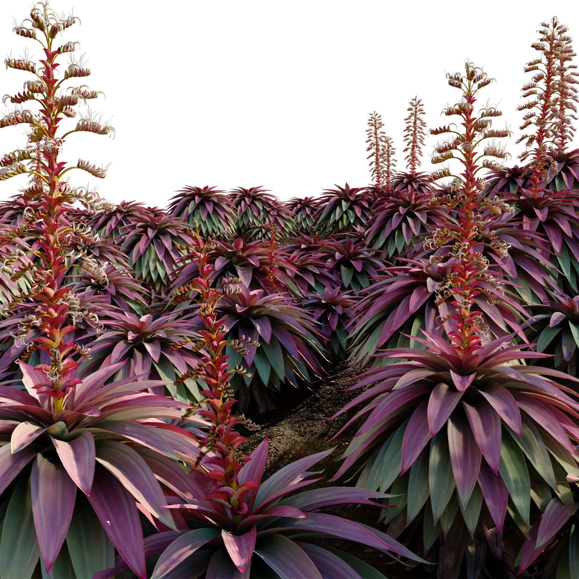 Alcantarea imperialis - Giant Bromeliad - Imperial Bromeliad 03 (3D Model) - Image 2