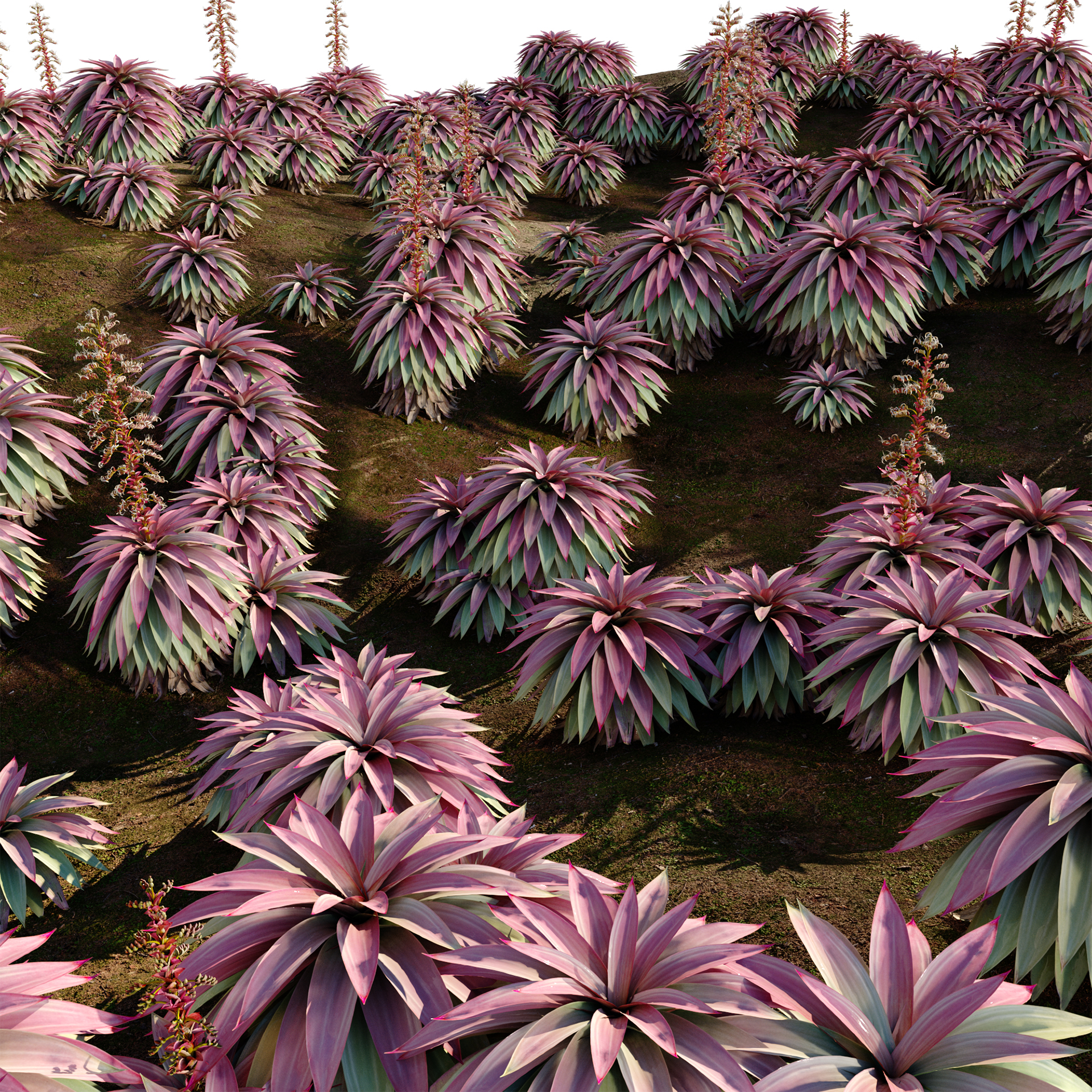 Alcantarea imperialis - Giant Bromeliad - Imperial Bromeliad 03 (3D Model) - Image 3