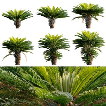 Cycas revoluta - Sago palm 04 (3D Model)