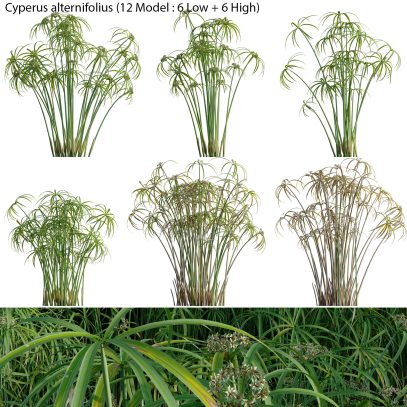 Cyperus alternifolius - Umbrella Plant (3D Model)