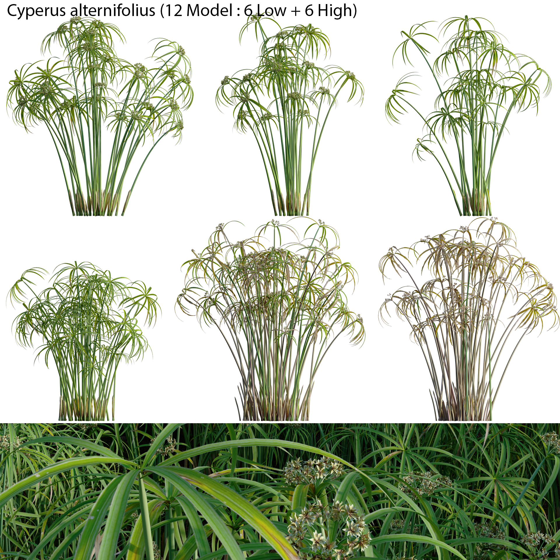 Cyperus alternifolius - Umbrella Plant (3D Model)