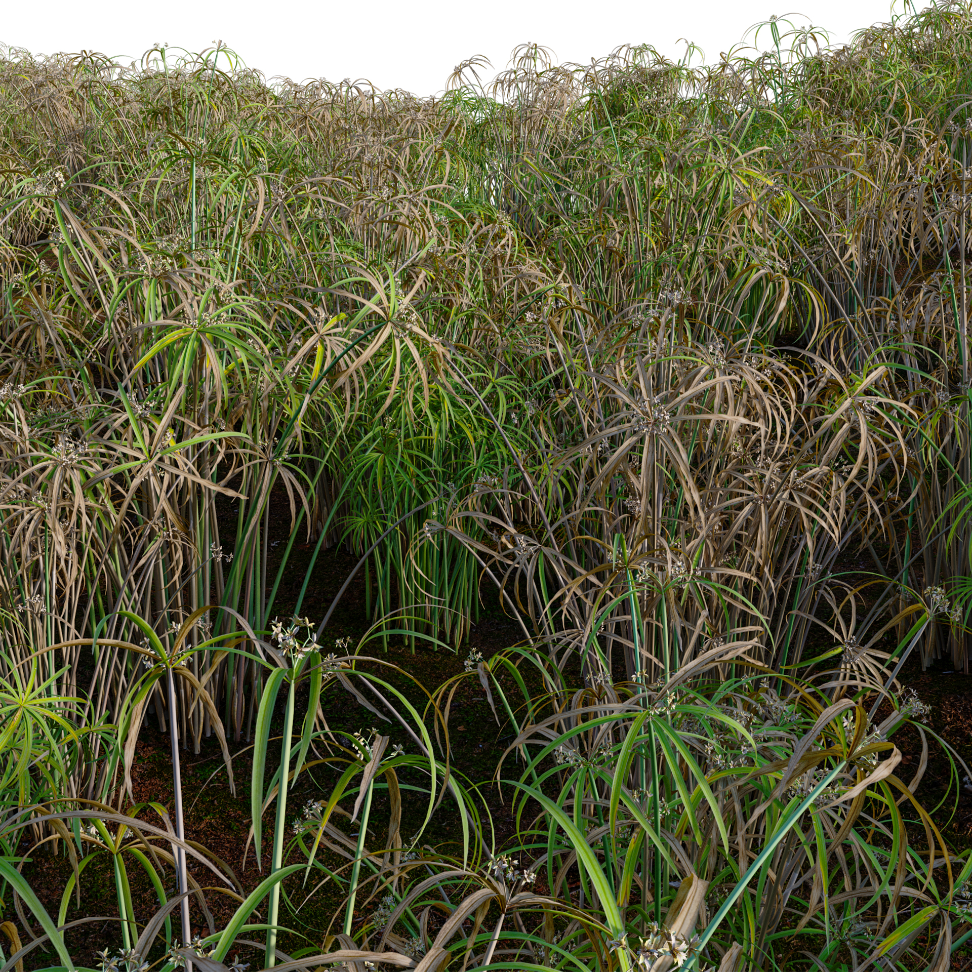 Cyperus alternifolius - Umbrella Plant (3D Model) - Image 2