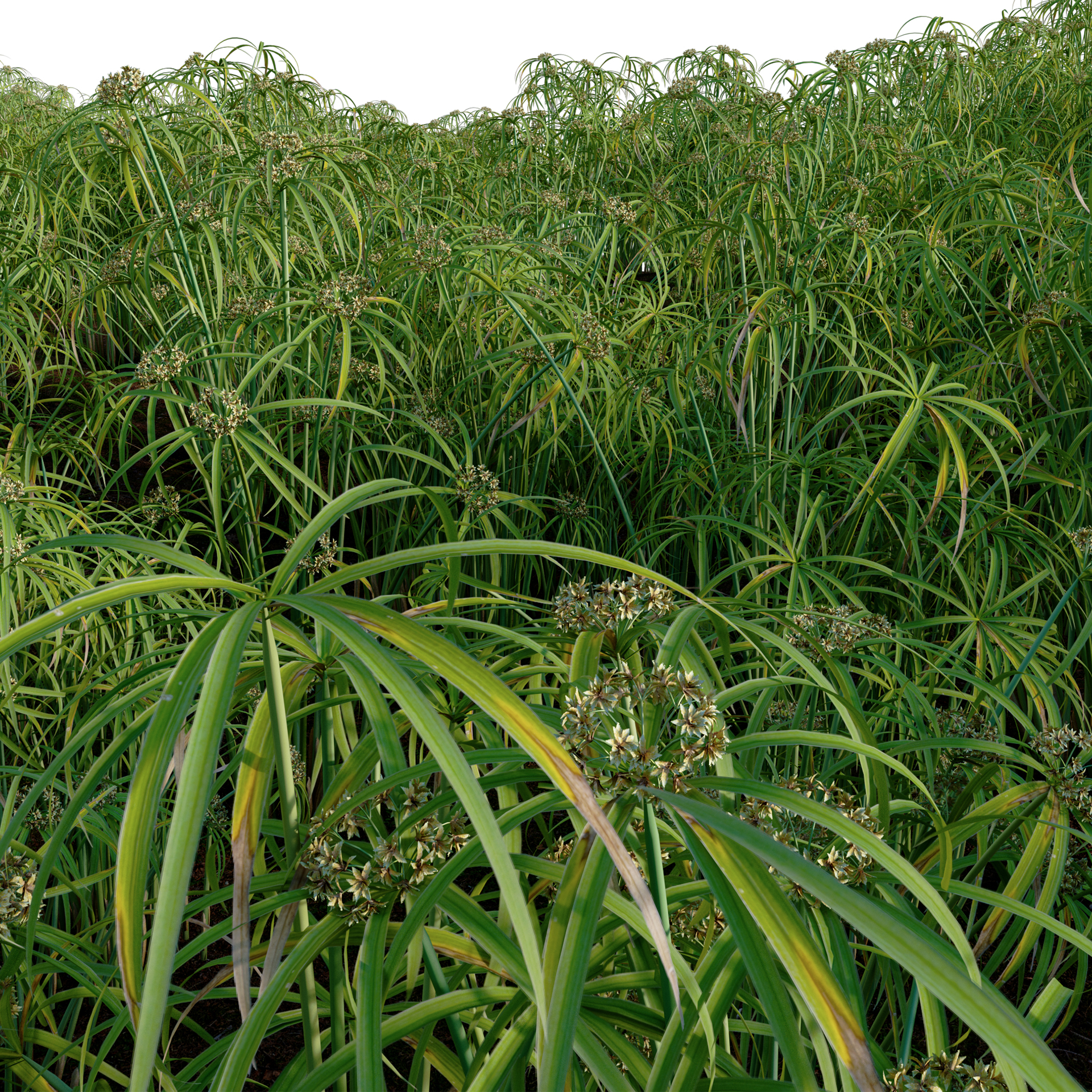 Cyperus alternifolius - Umbrella Plant (3D Model) - Image 3