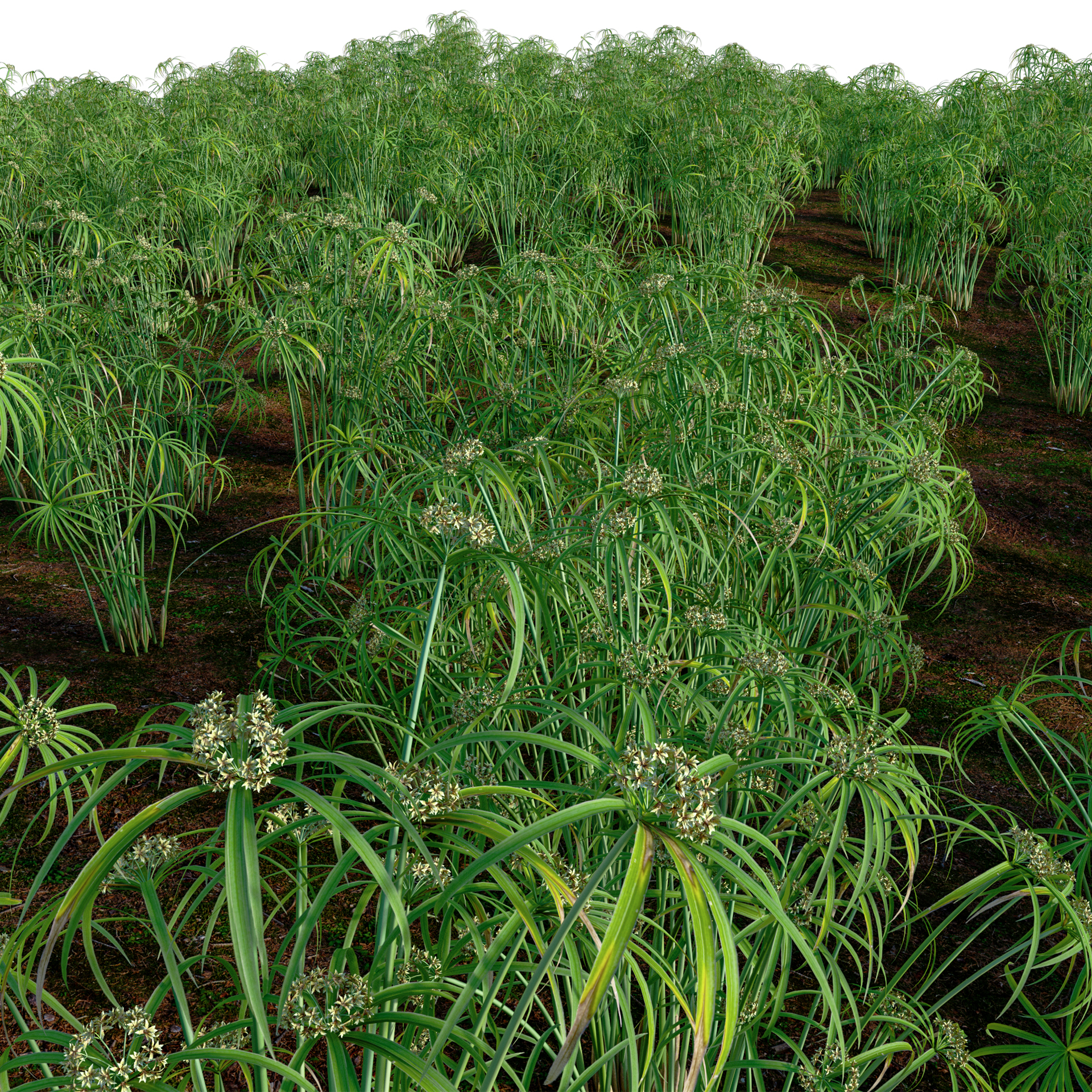 Cyperus alternifolius - Umbrella Plant (3D Model) - Image 4