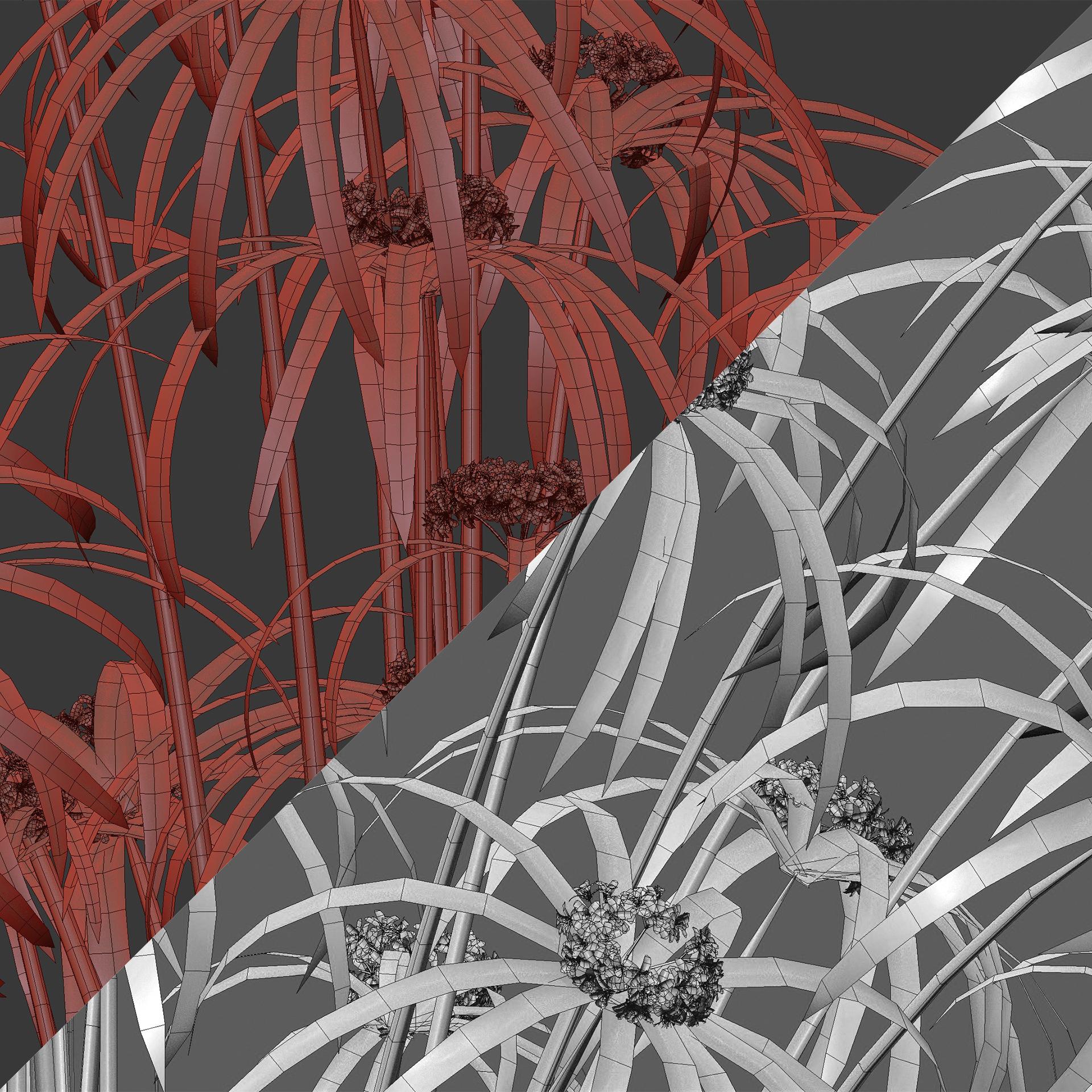 Cyperus alternifolius - Umbrella Plant (3D Model) - Image 5