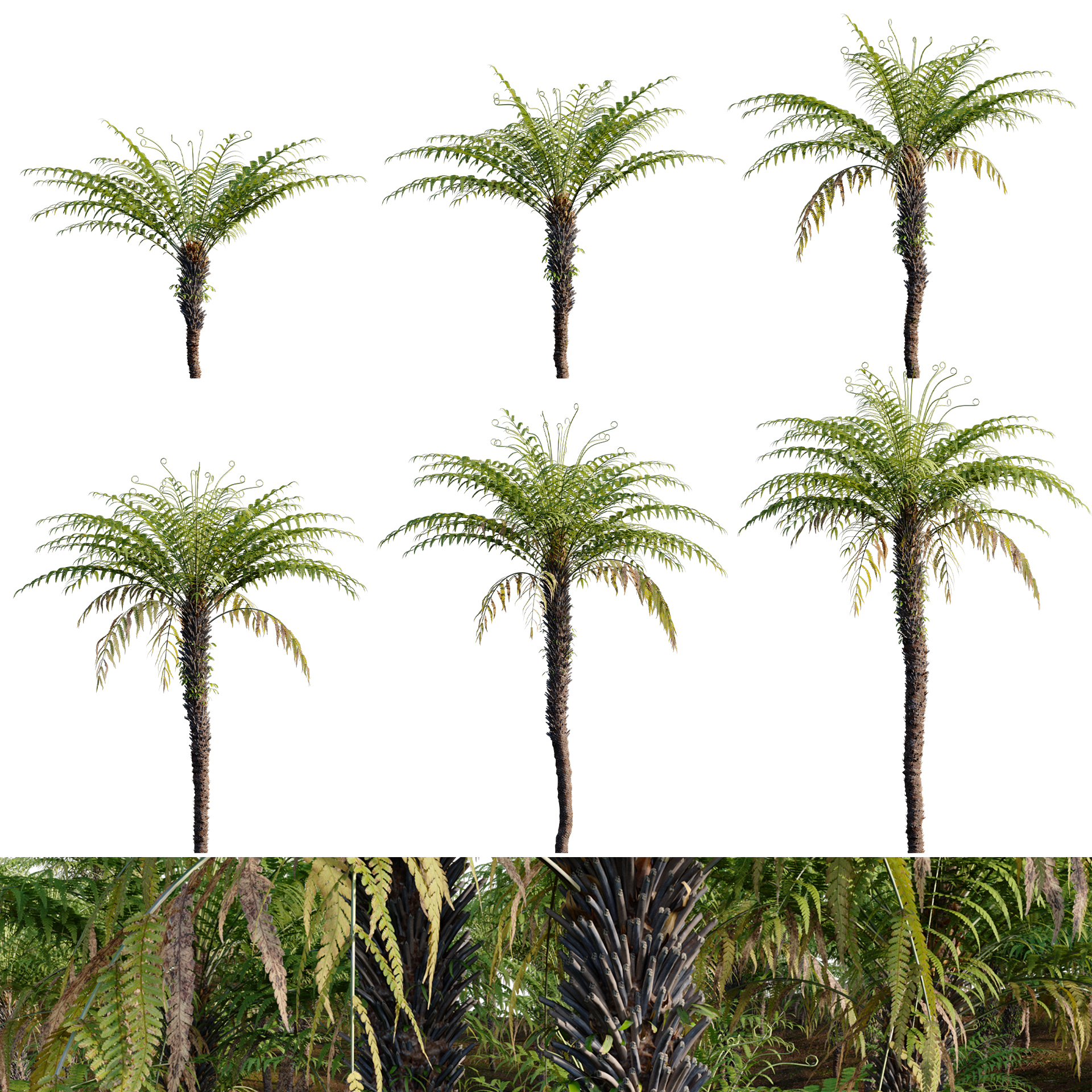 Dicksonia antarctica-Man Fern-Tasmanian Tree Fern (3D Model)