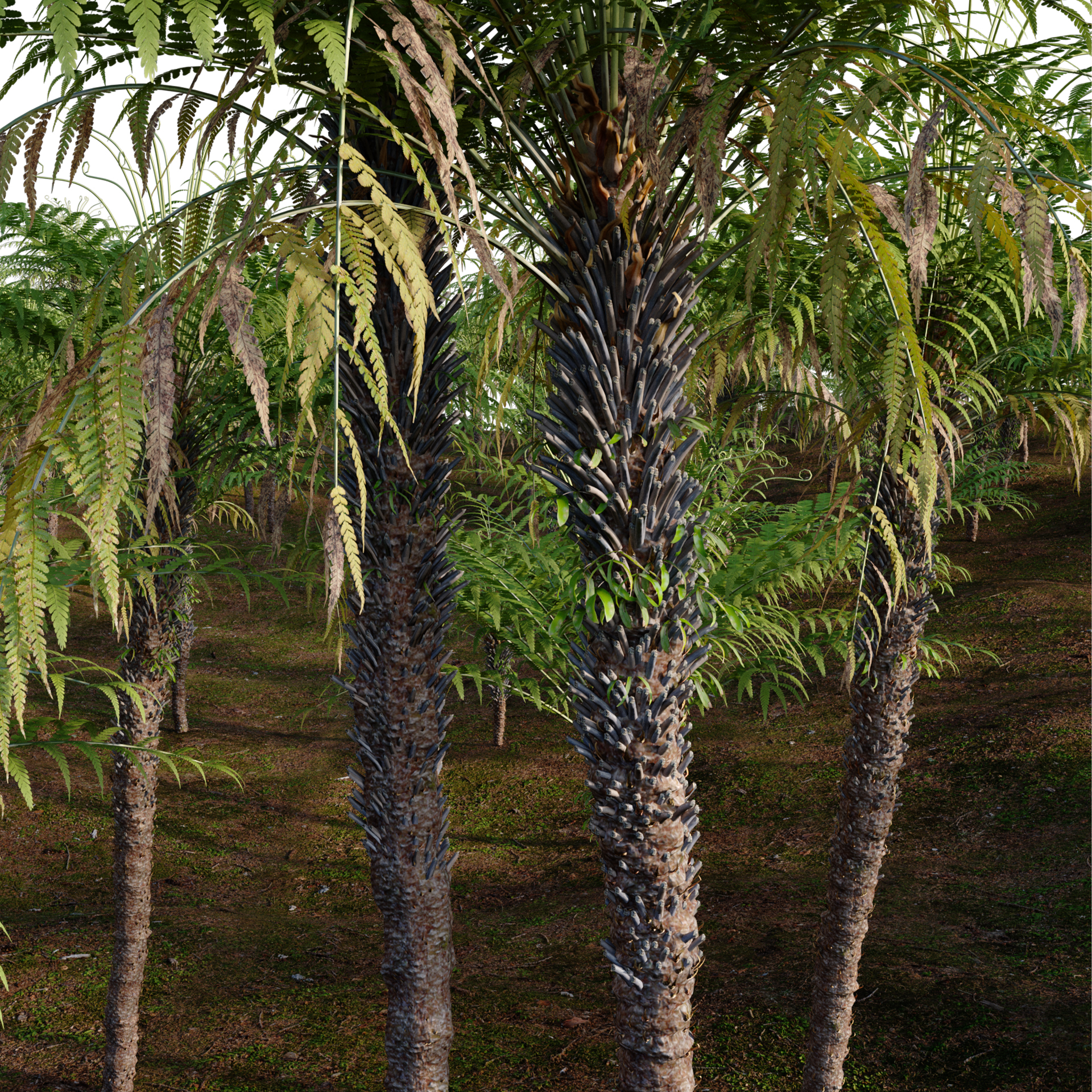 Dicksonia antarctica-Man Fern-Tasmanian Tree Fern (3D Model) - Image 3
