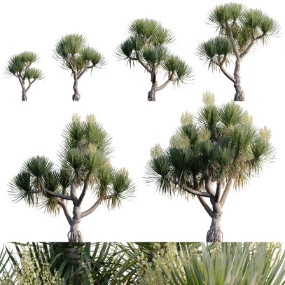 Dracaena cochinchinensis - Thai Dragon Tree (3D Model)