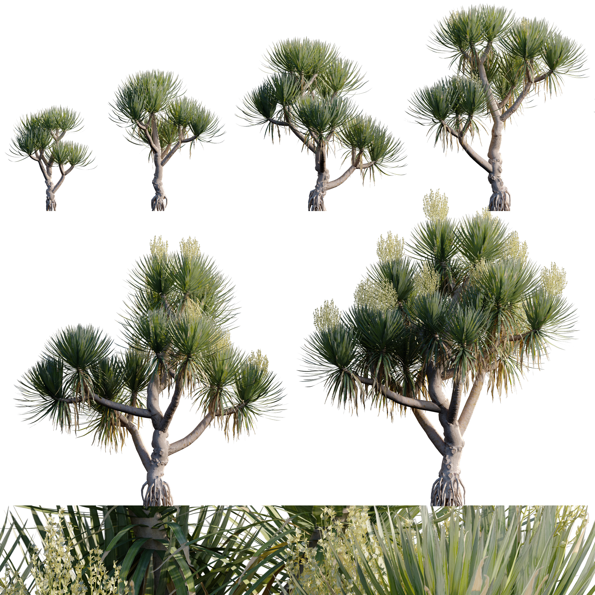 Dracaena cochinchinensis - Thai Dragon Tree (3D Model)