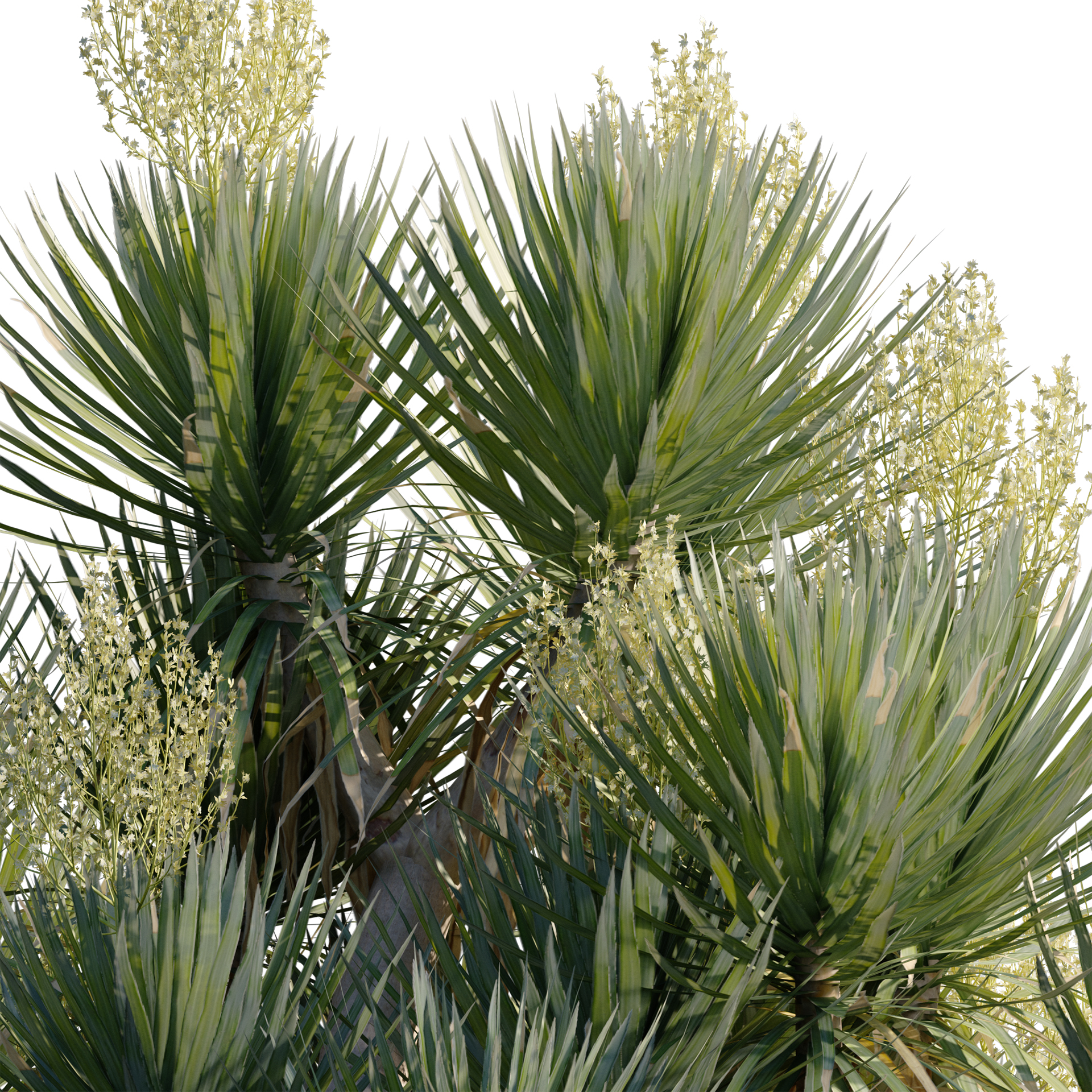 Dracaena cochinchinensis - Thai Dragon Tree (3D Model) - Image 2