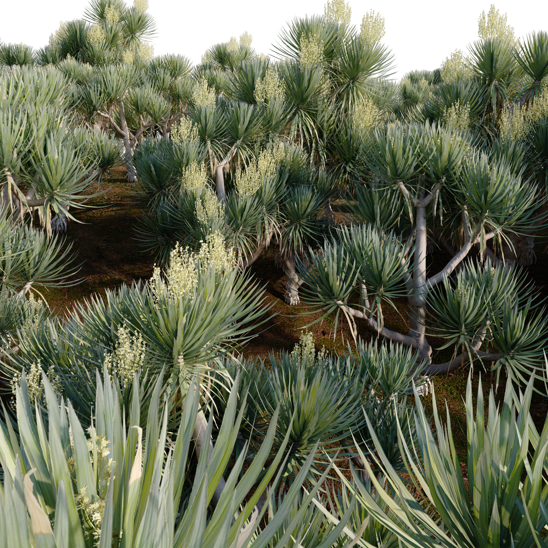 Dracaena cochinchinensis - Thai Dragon Tree (3D Model) - Image 3